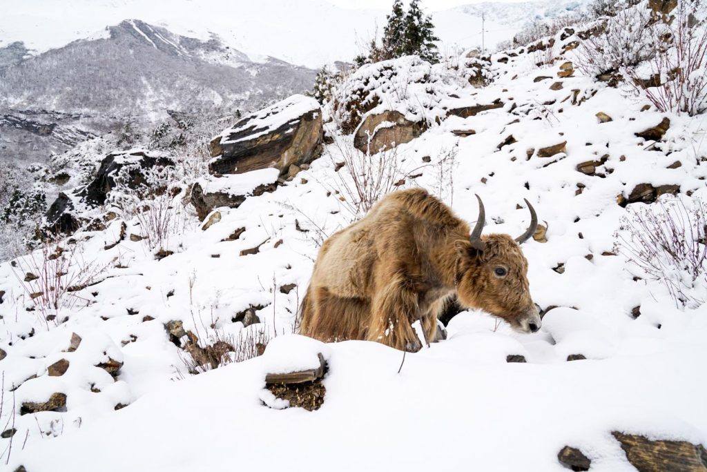 Trekking wokół Manaslu